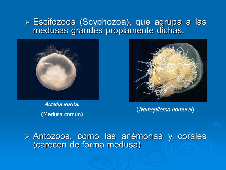 Antozoos, como las anémonas y corales (carecen de forma medusa)