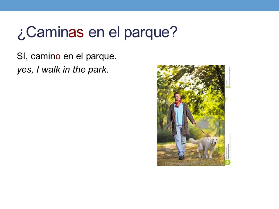 ¿Caminas en el parque Sí, camino en el parque. yes, I walk in the park.