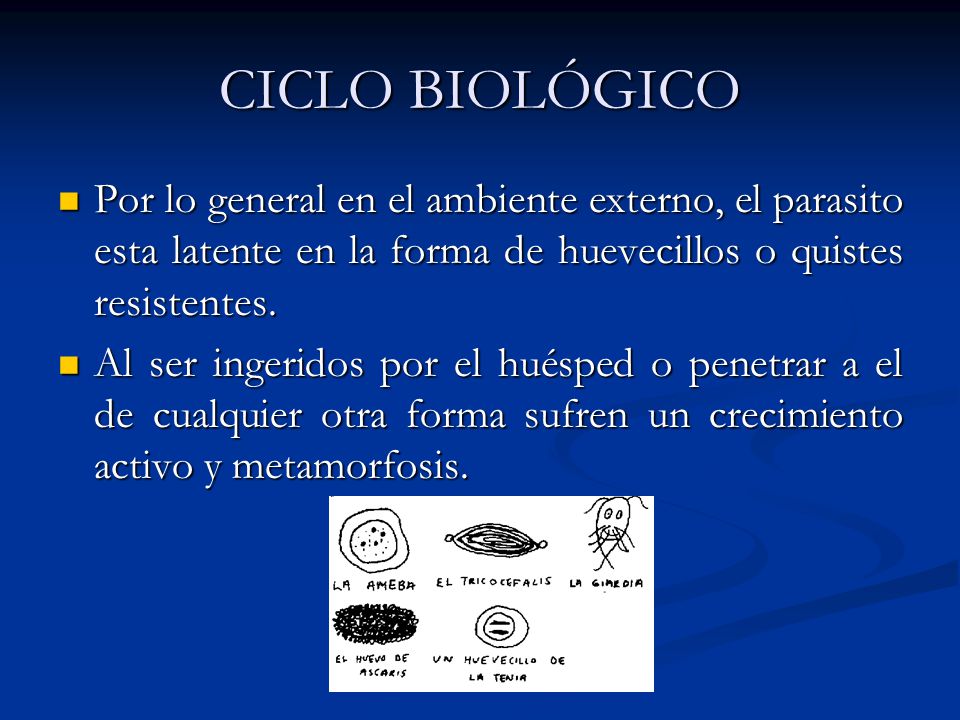 CICLO BIOLÓGICO Por lo general en el ambiente externo, el parasito esta latente en la forma de huevecillos o quistes resistentes.