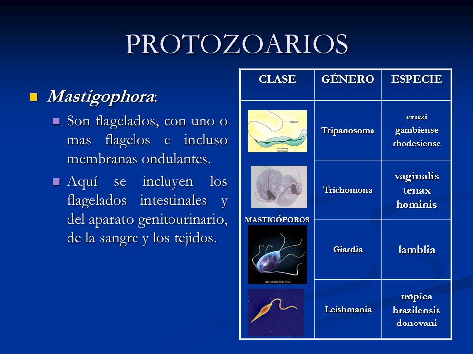 PROTOZOARIOS Mastigophora: