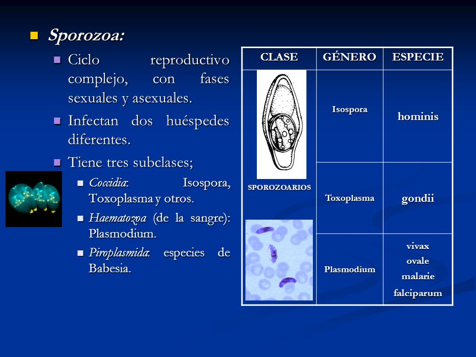 Sporozoa: Ciclo reproductivo complejo, con fases sexuales y asexuales.