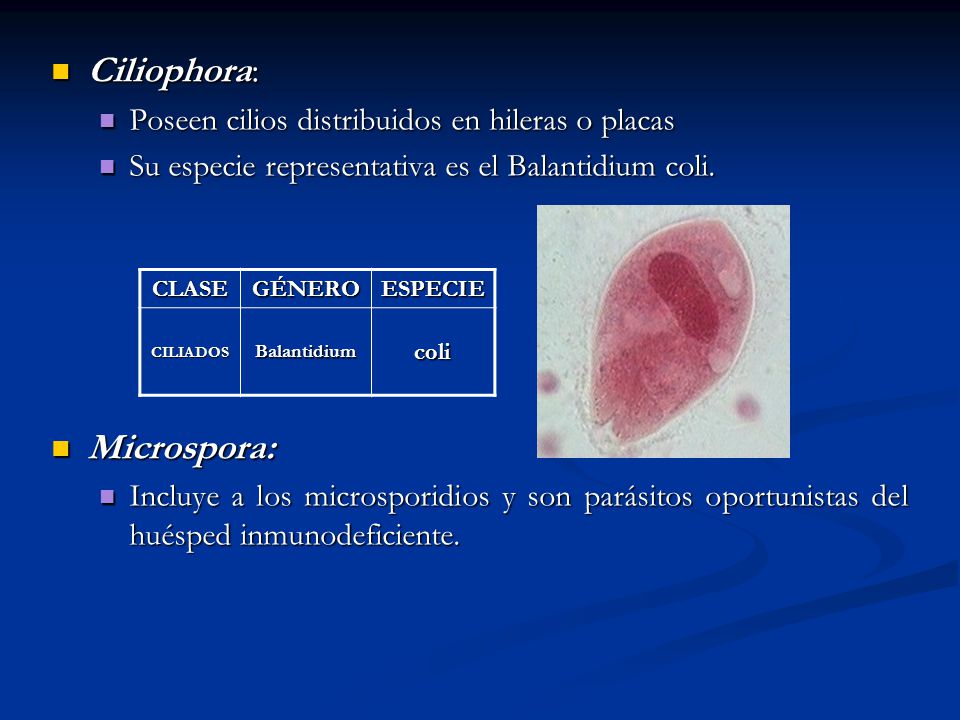 Ciliophora: Microspora: Poseen cilios distribuidos en hileras o placas