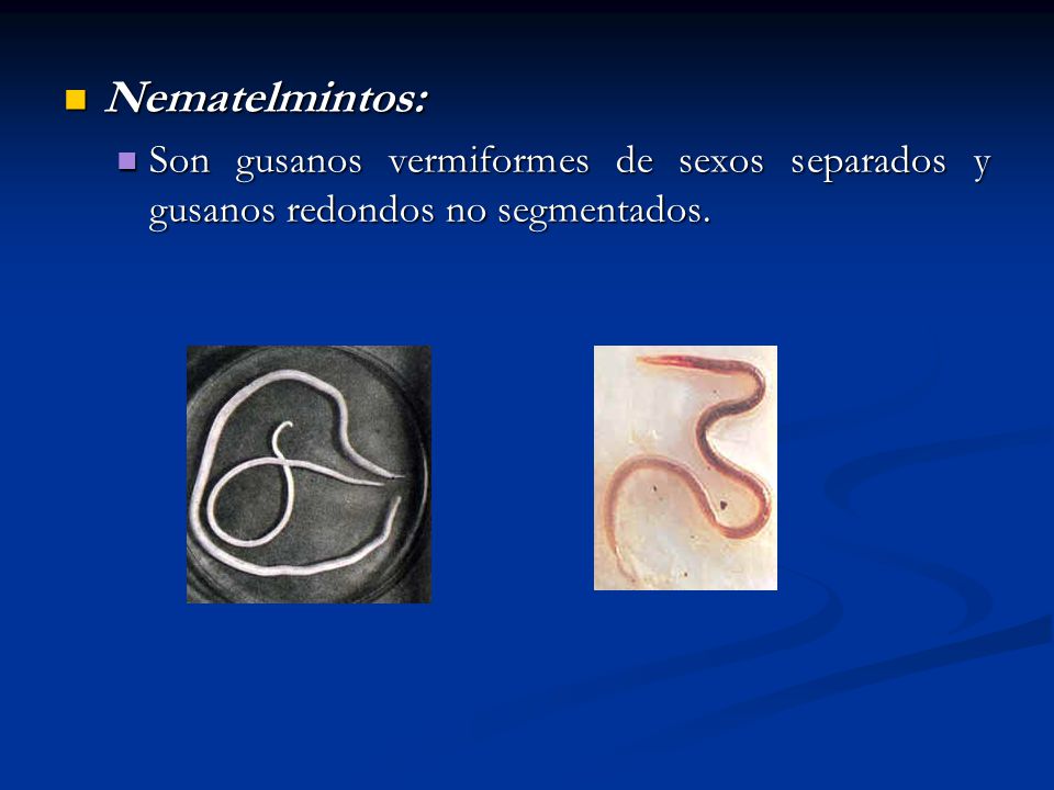 Nematelmintos: Son gusanos vermiformes de sexos separados y gusanos redondos no segmentados.