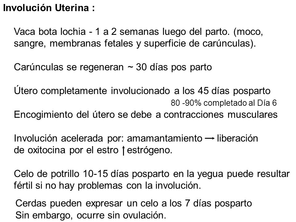 Vaca bota lochia - 1 a 2 semanas luego del parto. (moco,