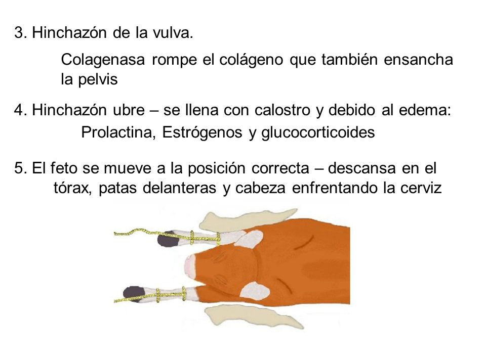3. Hinchazón de la vulva. 4. Hinchazón ubre – se llena con calostro y debido al edema: