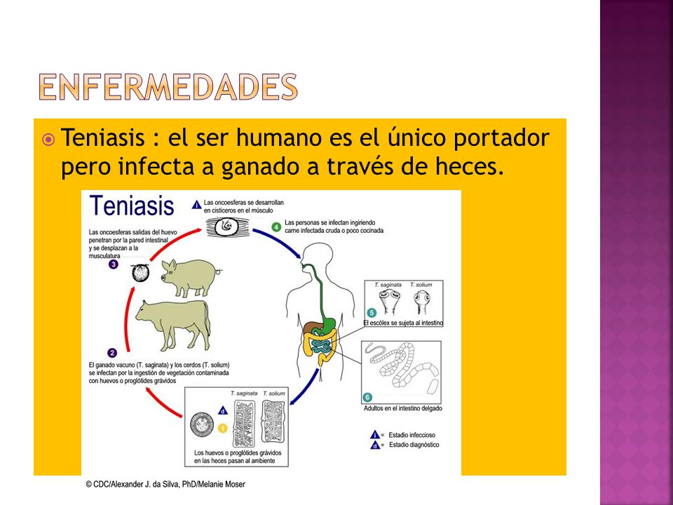 Enfermedades Teniasis : el ser humano es el único portador pero infecta a ganado a través de heces.