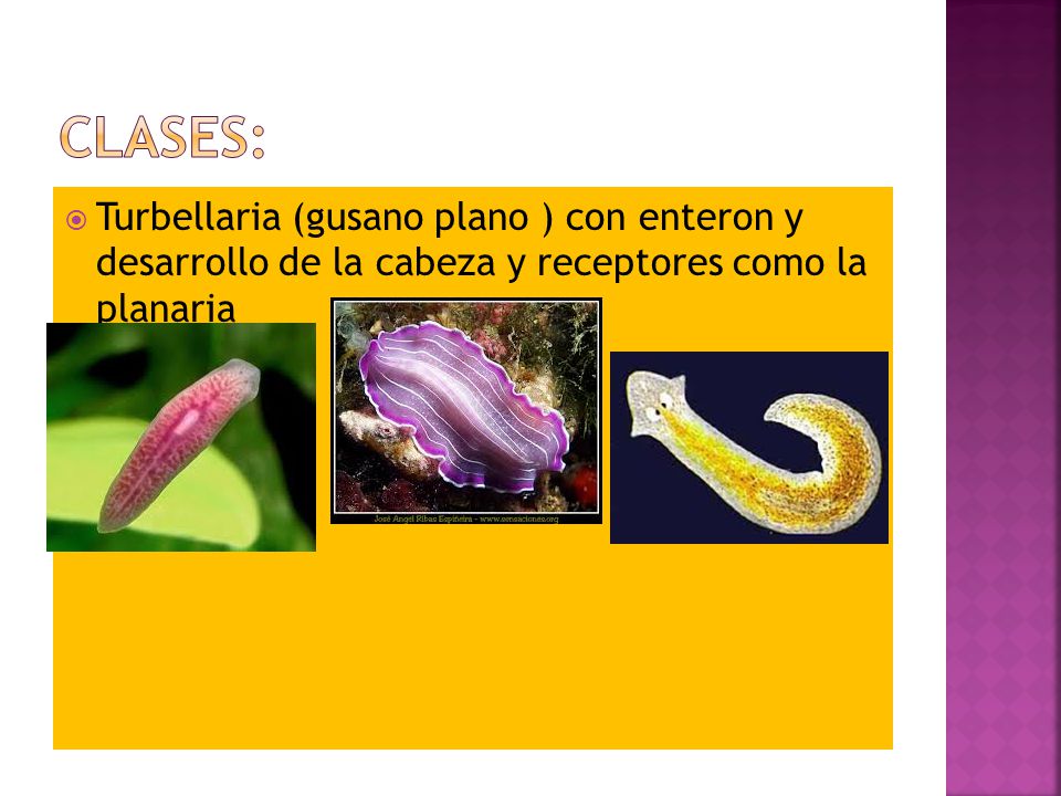 Clases: Turbellaria (gusano plano ) con enteron y desarrollo de la cabeza y receptores como la planaria.