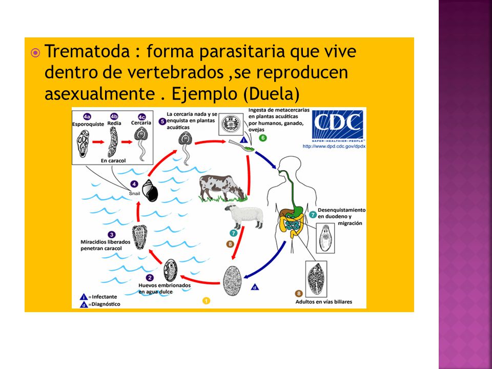 Trematoda : forma parasitaria que vive dentro de vertebrados ,se reproducen asexualmente .