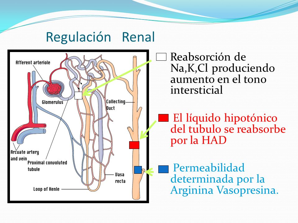 Regulación Renal Reabsorción de Na,K,Cl produciendo aumento en el tono intersticial. El líquido hipotónico del tubulo se reabsorbe por la HAD.