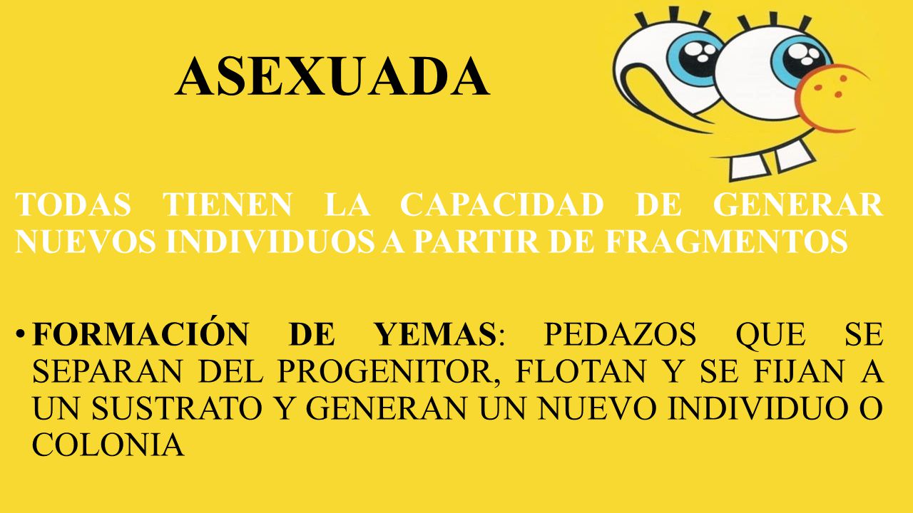 ASEXUADA TODAS TIENEN LA CAPACIDAD DE GENERAR NUEVOS INDIVIDUOS A PARTIR DE FRAGMENTOS.