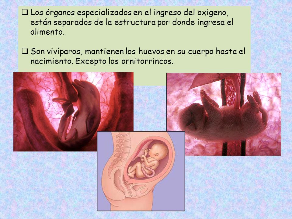 Los órganos especializados en el ingreso del oxigeno, están separados de la estructura por donde ingresa el alimento.