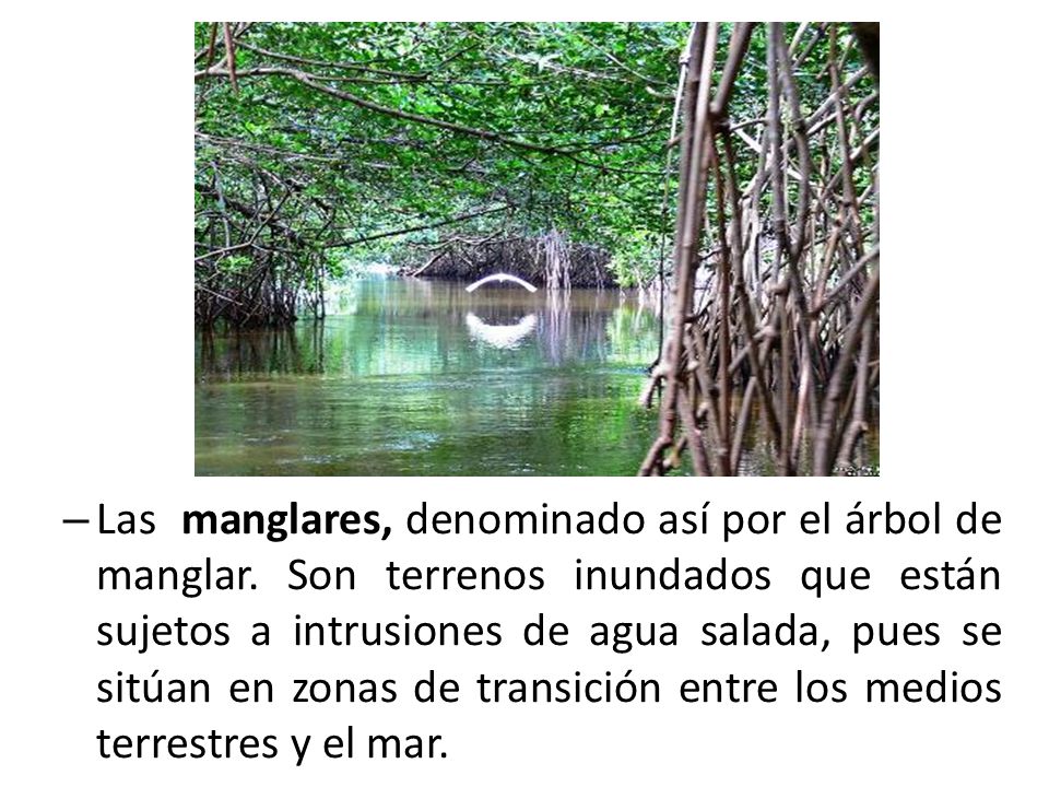 Las manglares, denominado así por el árbol de manglar