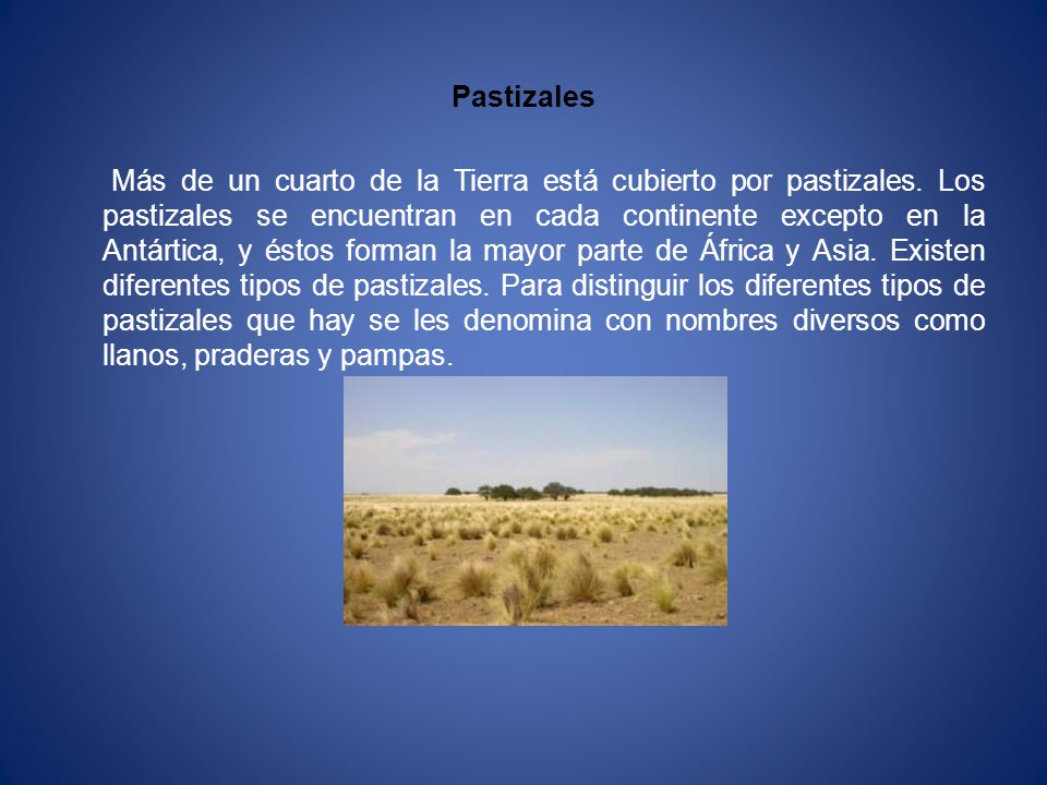 Pastizales Más de un cuarto de la Tierra está cubierto por pastizales