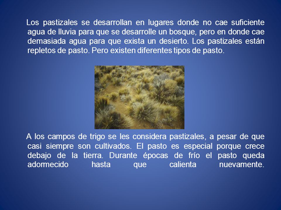 Los pastizales se desarrollan en lugares donde no cae suficiente agua de lluvia para que se desarrolle un bosque, pero en donde cae demasiada agua para que exista un desierto.