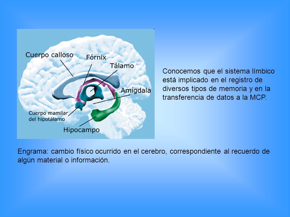 Conocemos que el sistema límbico está implicado en el registro de diversos tipos de memoria y en la transferencia de datos a la MCP.