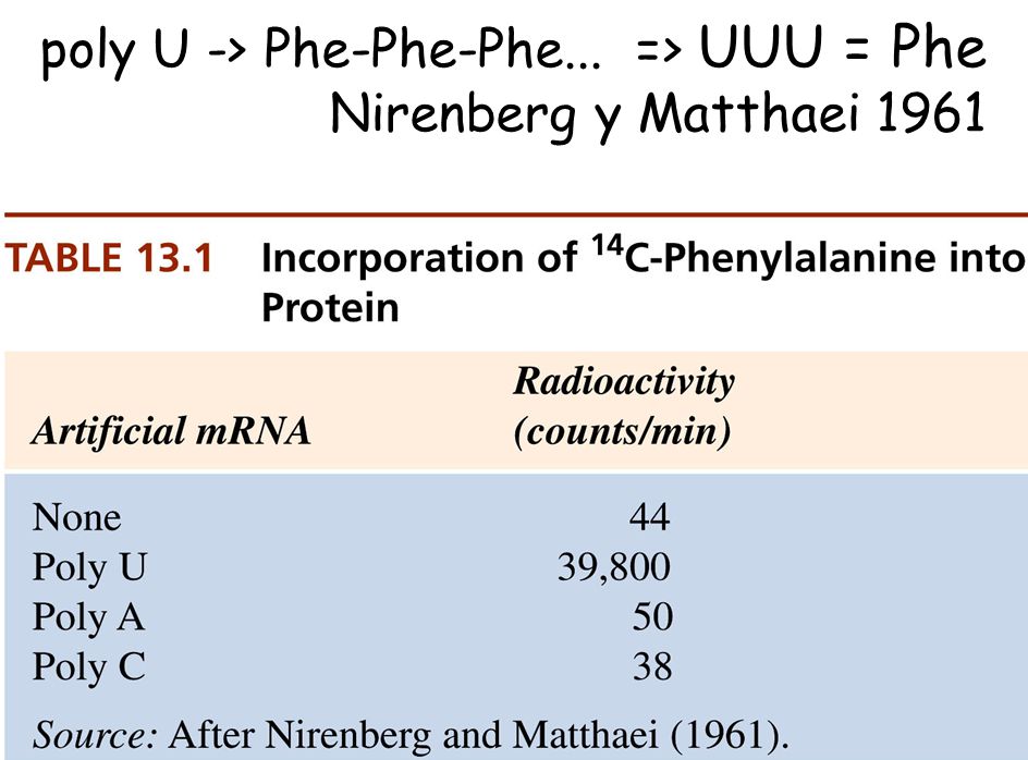 poly U -> Phe-Phe-Phe... => UUU = Phe Nirenberg y Matthaei 1961
