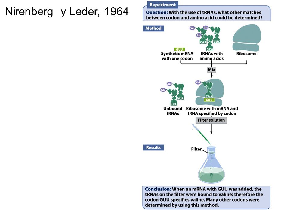 Nirenberg y Leder, 1964 Figure 15.9 Nirenberg and Leder used ribosome-bound tRNAs to provide additional information about the genetic code.