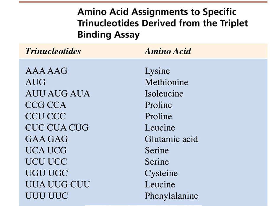 Figure: 13-T02 Amino Acid Assignments to Specific Trinucleotides Derived from the Triplet Binding Assay.