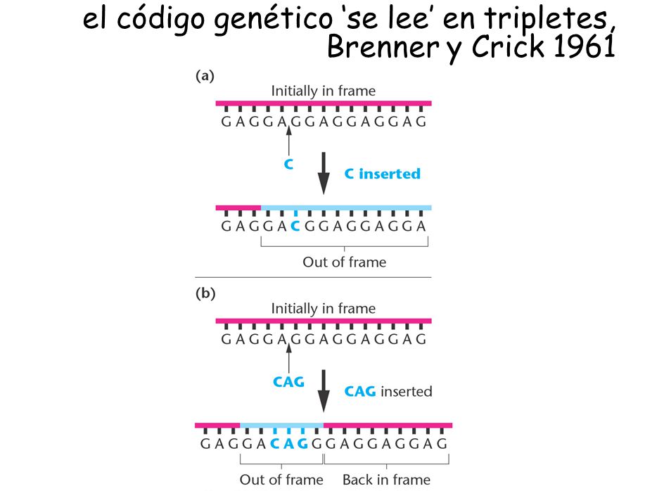 el código genético ‘se lee’ en tripletes, Brenner y Crick 1961