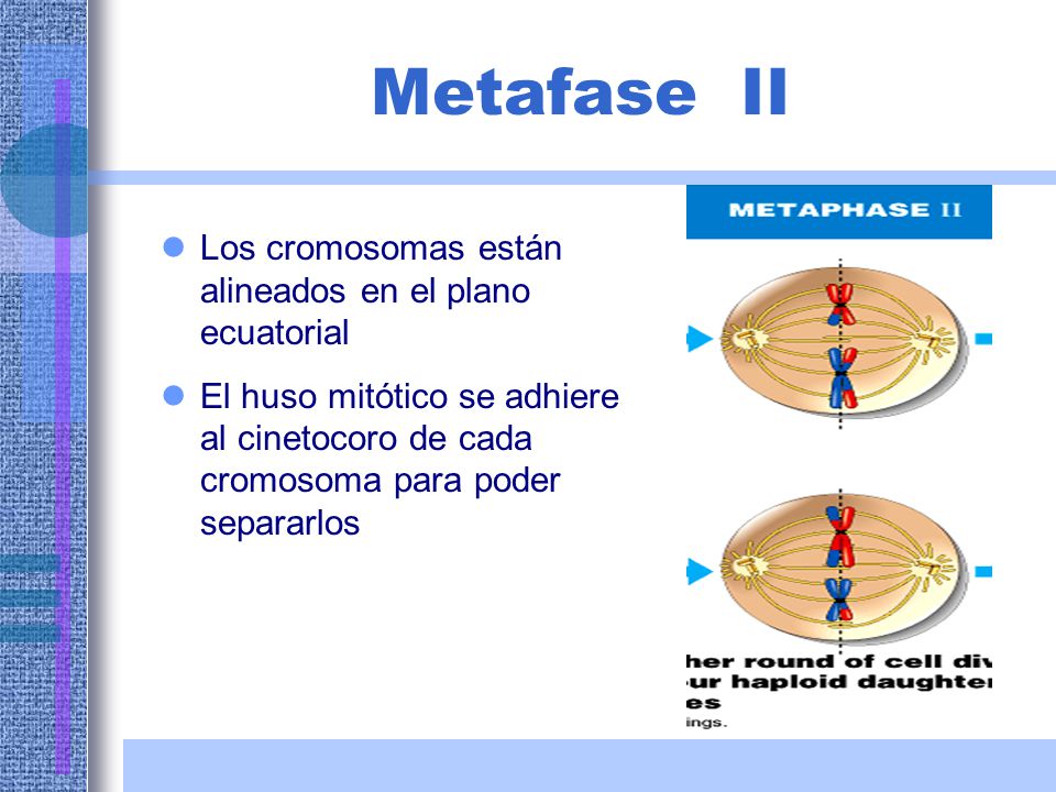 Metafase II Los cromosomas están alineados en el plano ecuatorial