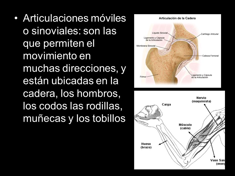 Articulaciones móviles o sinoviales: son las que permiten el movimiento en muchas direcciones, y están ubicadas en la cadera, los hombros, los codos las rodillas, muñecas y los tobillos