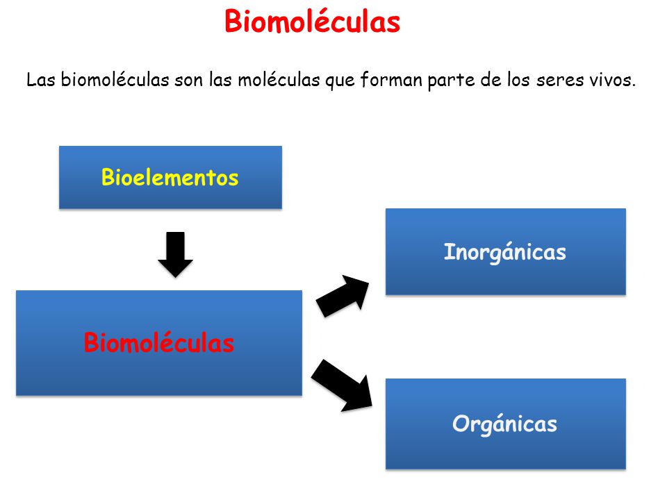 Biomoléculas Biomoléculas Bioelementos Inorgánicas Orgánicas