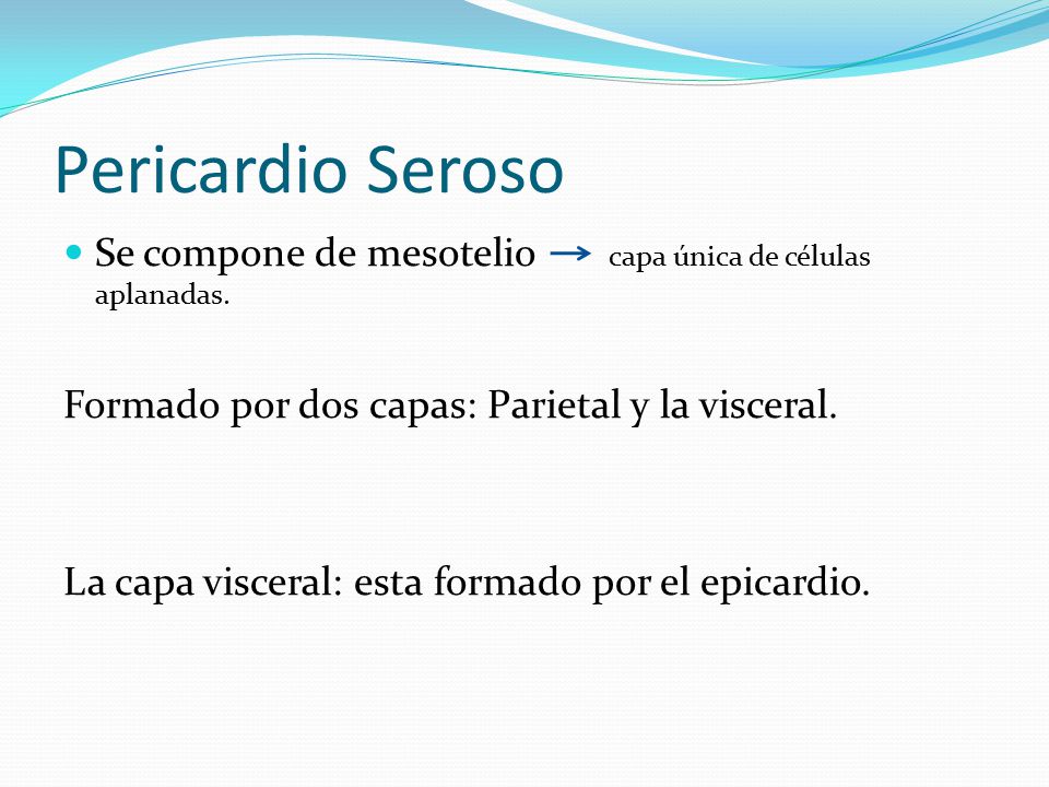 Pericardio Seroso Se compone de mesotelio capa única de células aplanadas. Formado por dos capas: Parietal y la visceral.