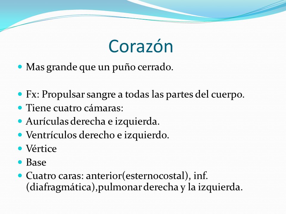 Corazón Mas grande que un puño cerrado.
