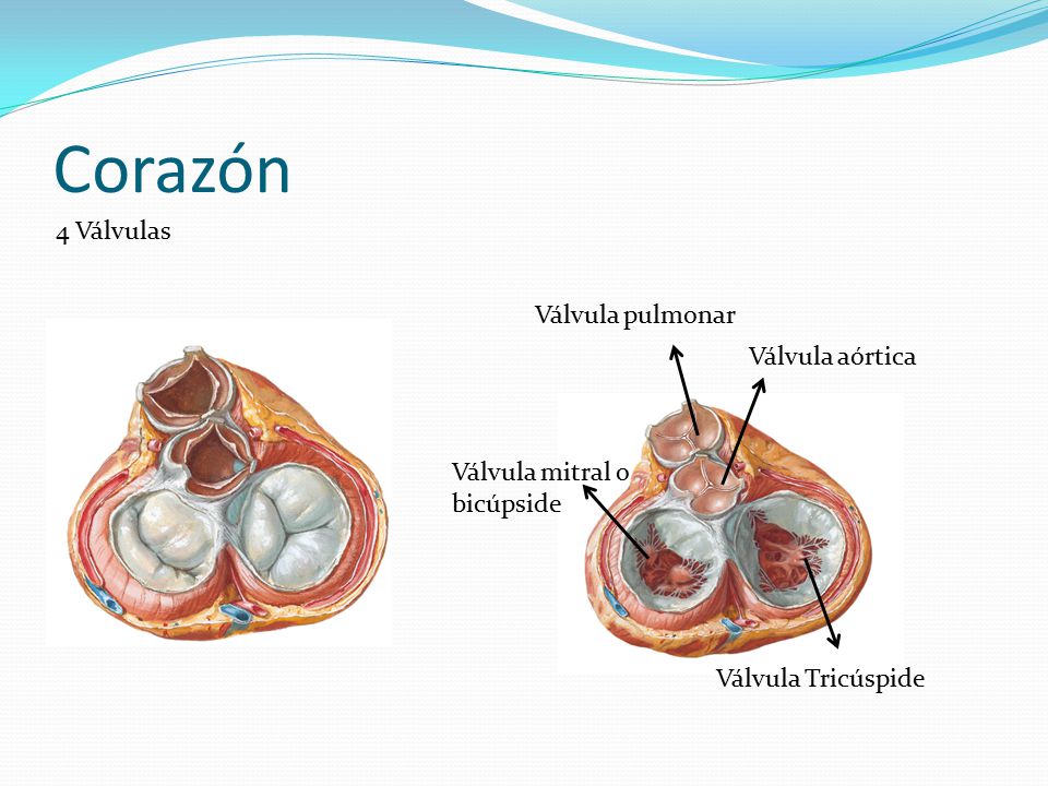 Corazón 4 Válvulas Válvula pulmonar Válvula aórtica