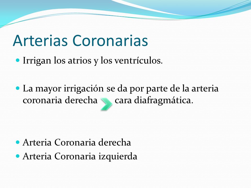Arterias Coronarias Irrigan los atrios y los ventrículos.