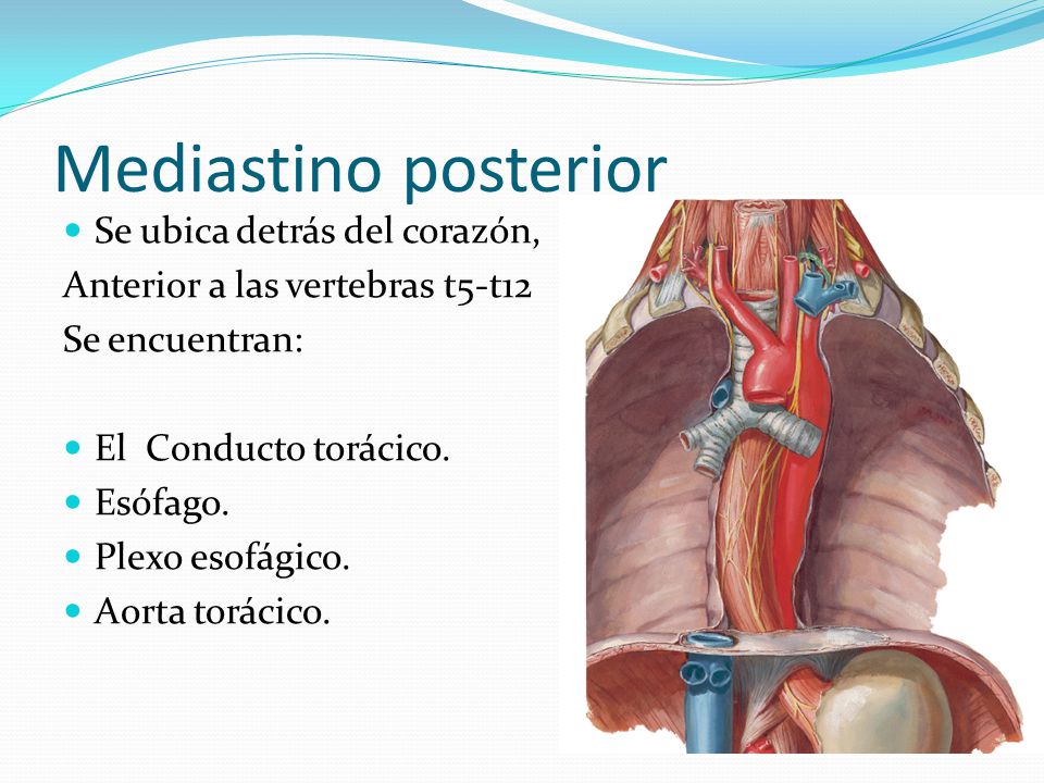 Mediastino posterior Se ubica detrás del corazón,