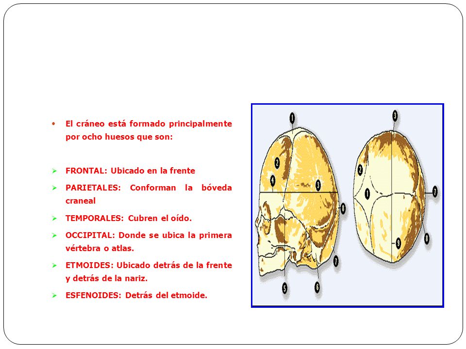 El cráneo está formado principalmente por ocho huesos que son: