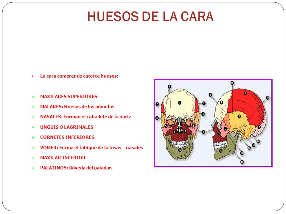 HUESOS DE LA CARA La cara comprende catorce huesos: