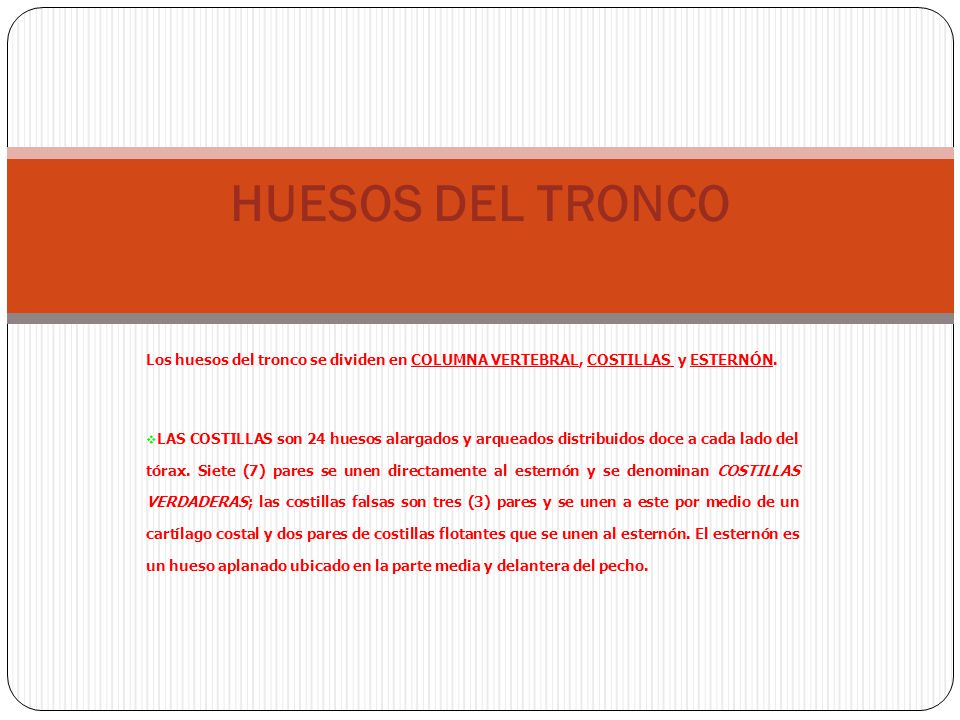 HUESOS DEL TRONCO Los huesos del tronco se dividen en COLUMNA VERTEBRAL, COSTILLAS y ESTERNÓN.