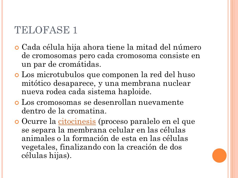 TELOFASE 1 Cada célula hija ahora tiene la mitad del número de cromosomas pero cada cromosoma consiste en un par de cromátidas.