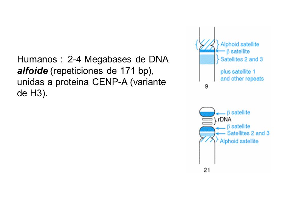 Humanos : 2-4 Megabases de DNA alfoide (repeticiones de 171 bp), unidas a proteina CENP-A (variante de H3).