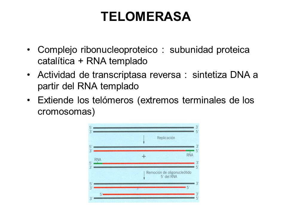 TELOMERASA Complejo ribonucleoproteico : subunidad proteica catalítica + RNA templado.