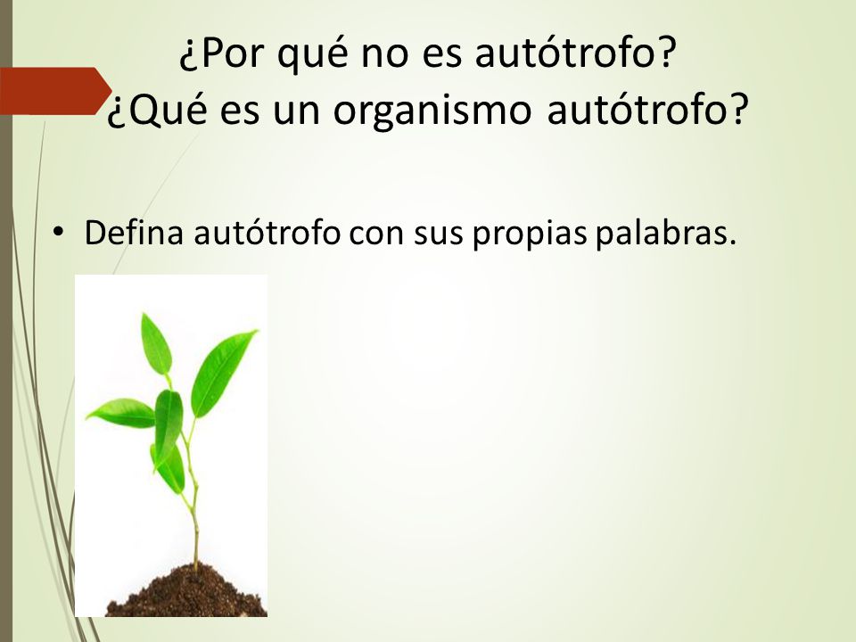¿Por qué no es autótrofo ¿Qué es un organismo autótrofo