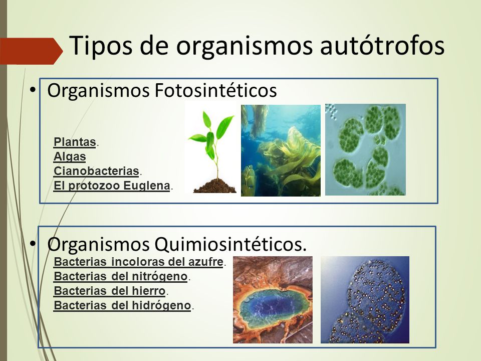 Tipos de organismos autótrofos