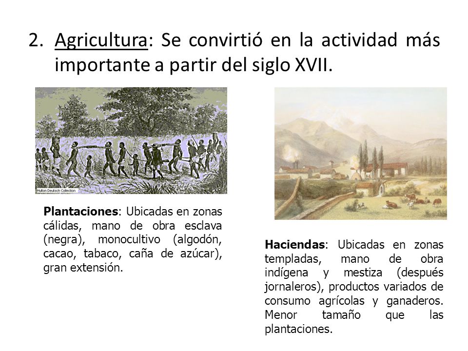 Agricultura: Se convirtió en la actividad más importante a partir del siglo XVII.