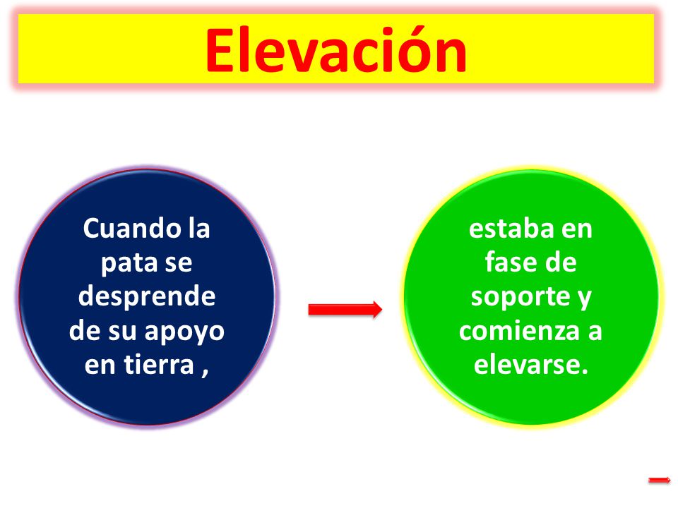 Elevación Cuando la pata se desprende de su apoyo en tierra ,