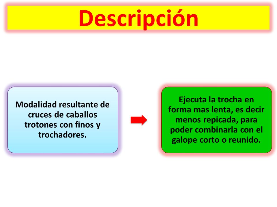 Descripción Modalidad resultante de cruces de caballos trotones con finos y trochadores.