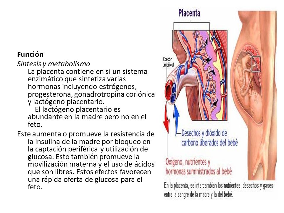 Función Síntesis y metabolismo La placenta contiene en si un sistema enzimático que sintetiza varias hormonas incluyendo estrógenos, progesterona, gonadrotropina coriónica y lactógeno placentario.