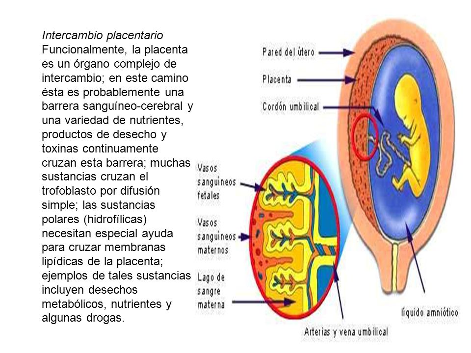 Intercambio placentario Funcionalmente, la placenta es un órgano complejo de intercambio; en este camino ésta es probablemente una barrera sanguíneo-cerebral y una variedad de nutrientes, productos de desecho y toxinas continuamente cruzan esta barrera; muchas sustancias cruzan el trofoblasto por difusión simple; las sustancias polares (hidrofílicas) necesitan especial ayuda para cruzar membranas lipídicas de la placenta; ejemplos de tales sustancias incluyen desechos metabólicos, nutrientes y algunas drogas.