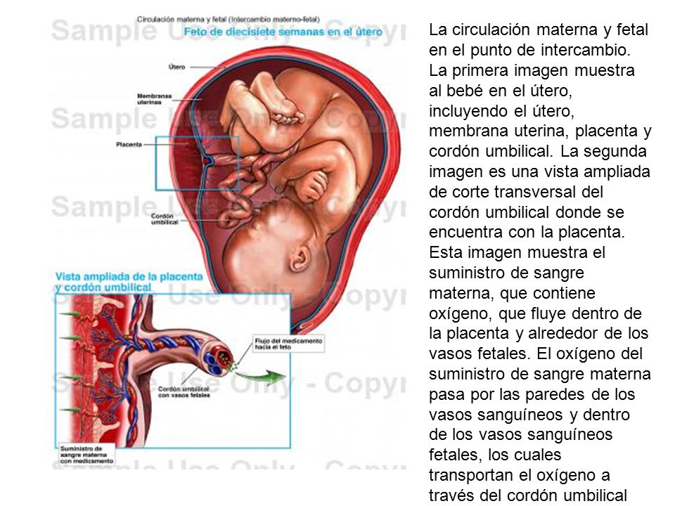 La circulación materna y fetal en el punto de intercambio