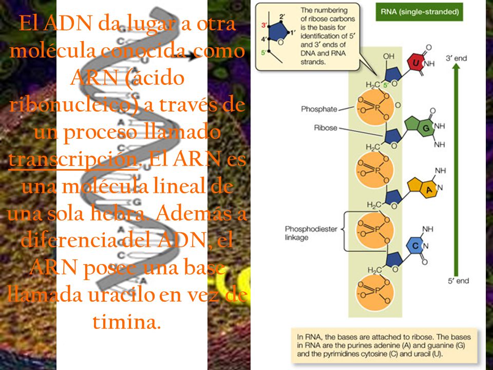 El ADN da lugar a otra molécula conocida como ARN (ácido ribonucleico) a través de un proceso llamado transcripción.