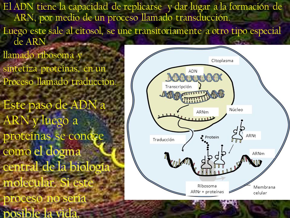 El ADN tiene la capacidad de replicarse y dar lugar a la formación de ARN, por medio de un proceso llamado transducción.