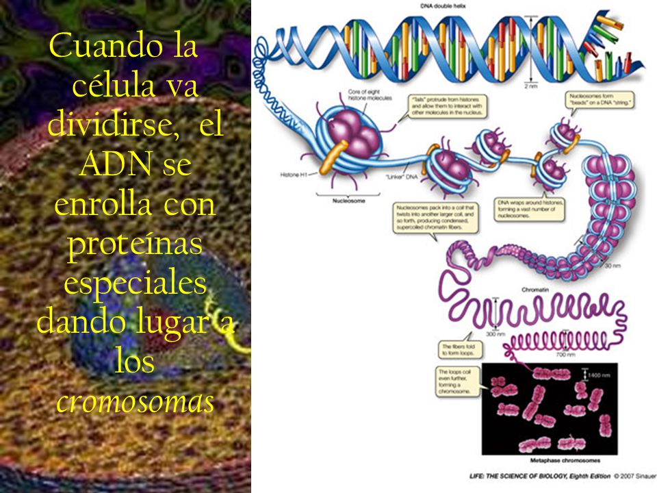 Cuando la célula va dividirse, el ADN se enrolla con proteínas especiales dando lugar a los cromosomas