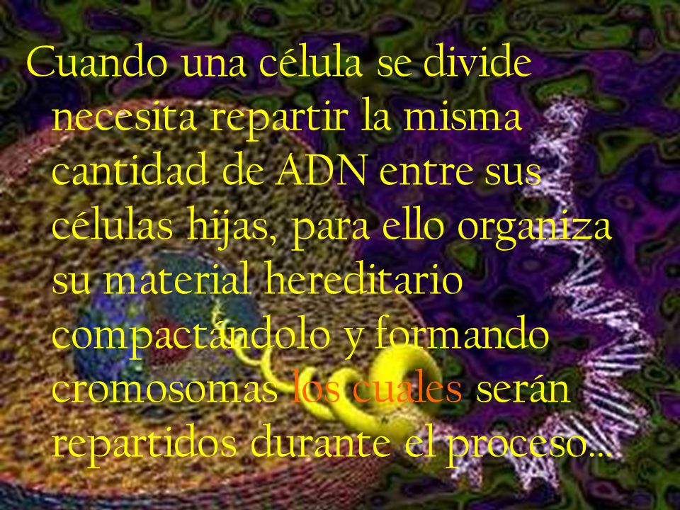 Cuando una célula se divide necesita repartir la misma cantidad de ADN entre sus células hijas, para ello organiza su material hereditario compactándolo y formando cromosomas los cuales serán repartidos durante el proceso…
