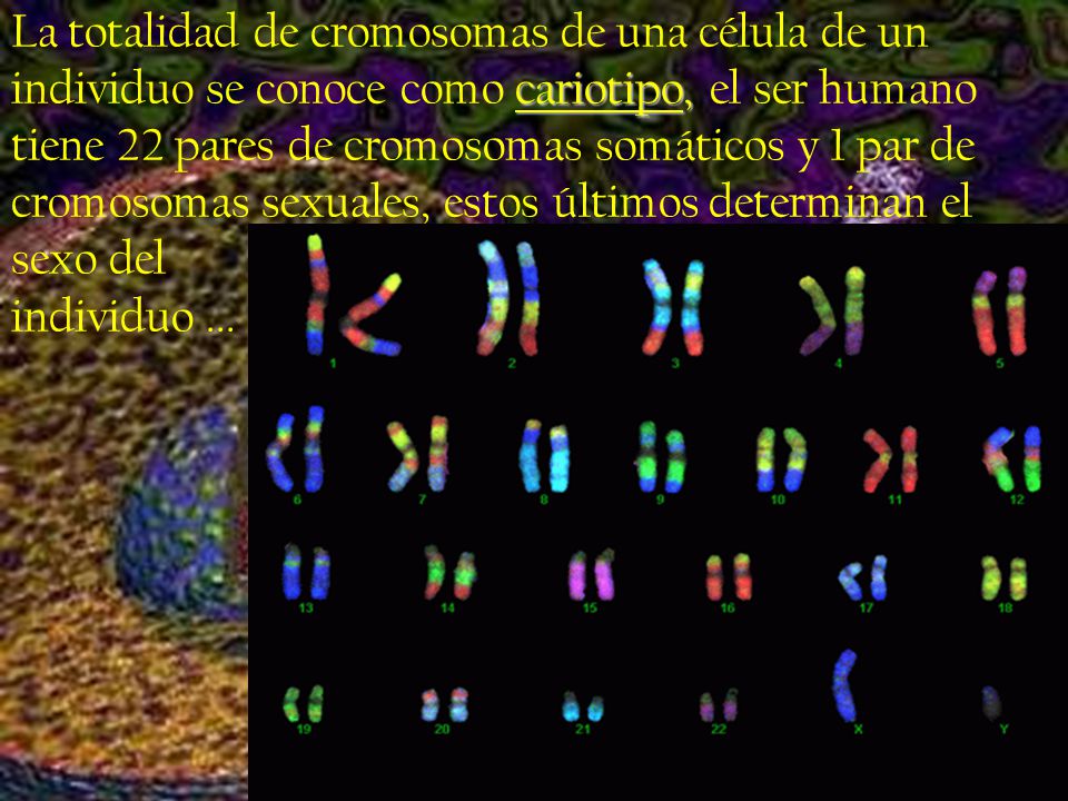 La totalidad de cromosomas de una célula de un individuo se conoce como cariotipo, el ser humano tiene 22 pares de cromosomas somáticos y 1 par de cromosomas sexuales, estos últimos determinan el sexo del individuo ...